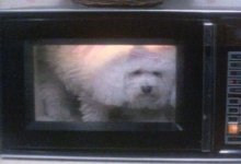 microwave-poodle.jpg