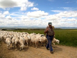 Shepherd-and-his-flock-300x225.jpg